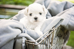 Small Photo #1 Shih Tzu Puppy For Sale in SIOUX CENTER, IA, USA