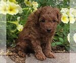 Small #1 Poodle (Toy)