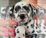Small Photo #2 Dalmatian Puppy For Sale in JACKSONVILLE, FL, USA