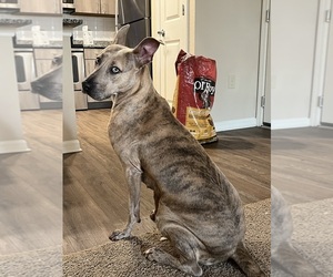 American Pit Bull Terrier-Presa Canario Mix Puppy for sale in JACKSONVILLE, FL, USA