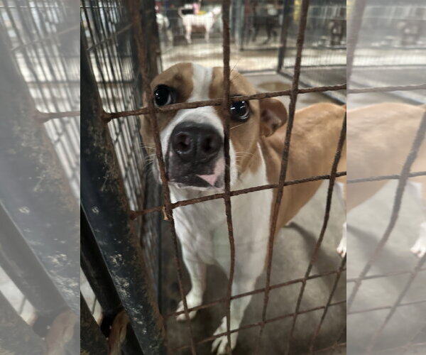 Medium Photo #3 Mutt Puppy For Sale in Jackson, MS, USA