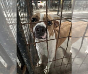 Ike - Male Mutt Dog for Adoption - Photo #3