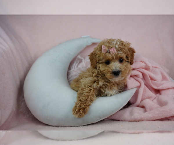 Medium Photo #1 Poodle (Toy) Puppy For Sale in PEMBROKE PINES, FL, USA