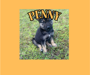 German Shepherd Dog Puppy for Sale in LORIS, South Carolina USA