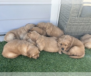 Golden Retriever Litter for sale in MERRITT ISLAND, FL, USA