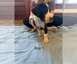 Great Dane Puppy for Sale in RUSSELL, Iowa USA