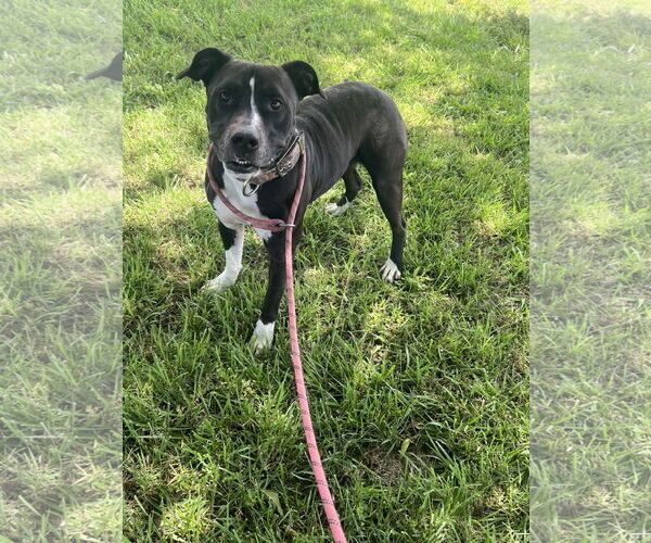 Medium Photo #2 American Pit Bull Terrier-Unknown Mix Puppy For Sale in Pryor, OK, USA