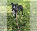 Small #1 American Pit Bull Terrier Mix