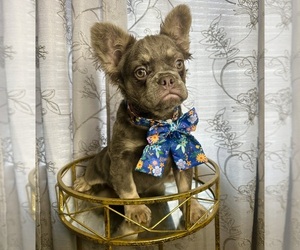 French Bulldog Puppy for sale in COVINGTON, GA, USA