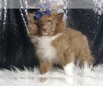Small #4 Pomeranian