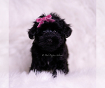 Small #2 Yorkipoo