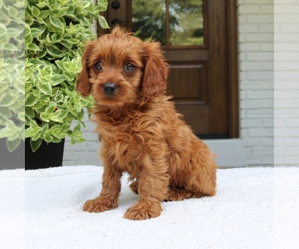 Medium Photo #1 Cavapoo (Miniature) Puppy For Sale in NARVON, PA, USA