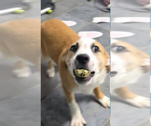 Beagle-Unknown Mix Dogs for adoption in Aurora, IN, USA