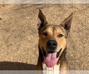 Anatolian Shepherd-Unknown Mix Dogs for adoption in Tulsa, OK, USA