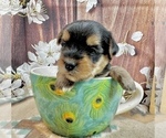Small #7 Morkie