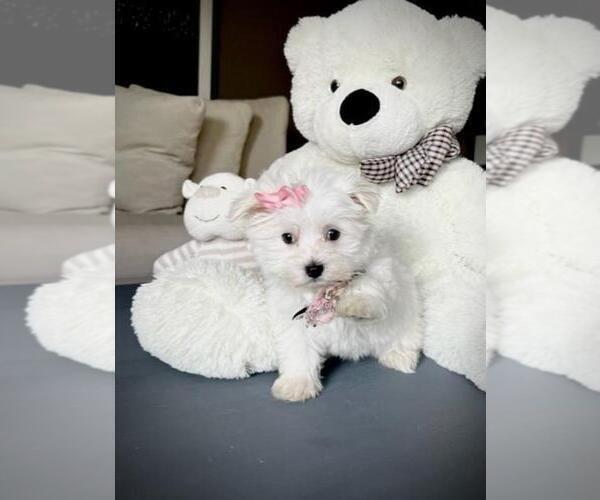 Medium Photo #18 Maltese Puppy For Sale in VENETIAN ISLANDS, FL, USA