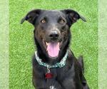 Small #3 Labrador Retriever Mix