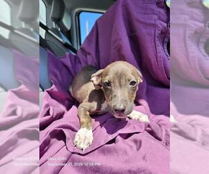 American Staffordshire Terrier-Unknown Mix Dogs for adoption in San Antonio, TX, USA