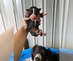 Small Photo #5 Australian Shepherd Puppy For Sale in SAINT MATTHEWS, SC, USA