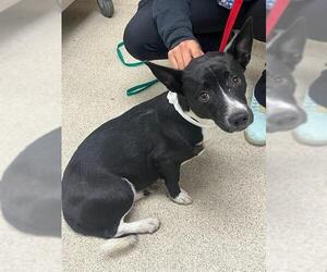 Chihuahua Dogs for adoption in Riverside, CA, USA