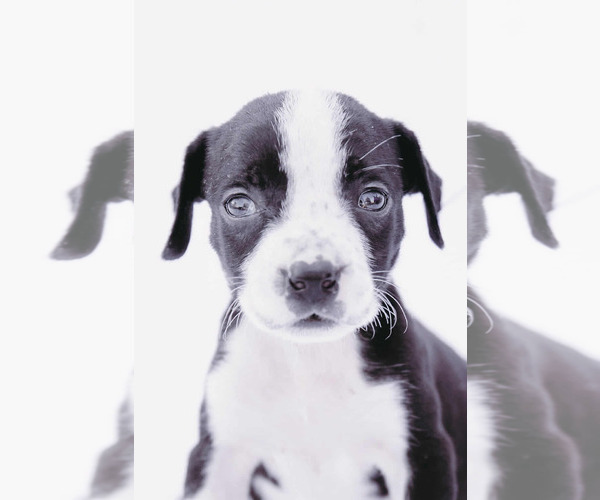 Medium Photo #5 American Staffordshire Terrier-Labrador Retriever Mix Puppy For Sale in Princeton, MN, USA