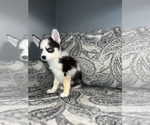 Small Photo #9 Pomsky Puppy For Sale in DETROIT, MI, USA