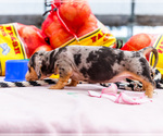 Small Photo #26 Dachshund Puppy For Sale in WAKARUSA, IN, USA