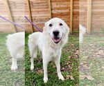 Small #3 Great Pyrenees