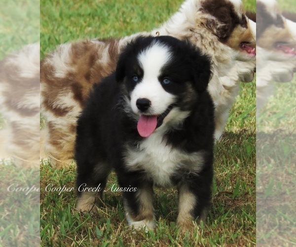 Medium Photo #5 Miniature Australian Shepherd Puppy For Sale in SMITHVILLE, AR, USA