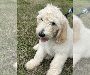 Medium Goldendoodle