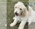 Small Goldendoodle