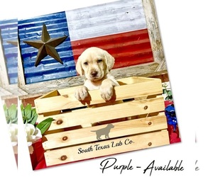 Labrador Retriever Puppy for sale in SEGUIN, TX, USA