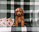 Small Photo #3 Miniature Labradoodle Puppy For Sale in NOTTINGHAM, PA, USA