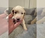 Puppy Puppy 3 Goldendoodle-Poodle (Miniature) Mix