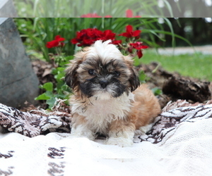 Shih Tzu Puppy for sale in SHILOH, OH, USA