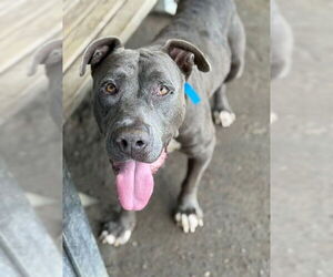 American Pit Bull Terrier-Unknown Mix Dogs for adoption in Riverside, CA, USA