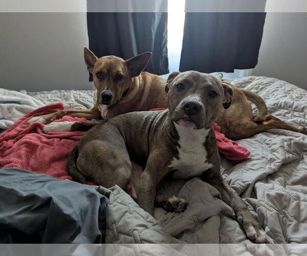 Medium Photo #5 Mutt Puppy For Sale in Waterloo, IA, USA