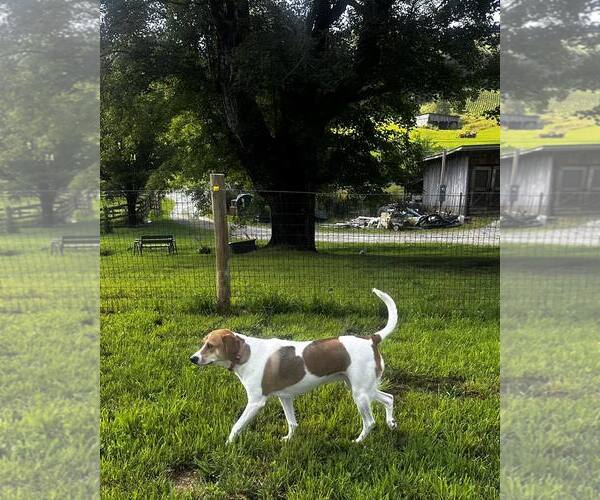 Medium Photo #3 English Foxhound-Labrador Retriever Mix Puppy For Sale in Mouth Of Wilson, VA, USA