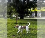 Small #2 English Foxhound-Labrador Retriever Mix