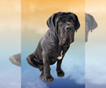 Small Neapolitan Mastiff