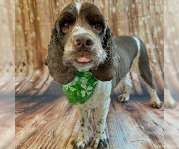 Medium Photo #6 Cocker Spaniel Puppy For Sale in Arlington, VA, USA