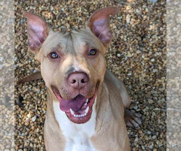 Medium Photo #4 Mutt Puppy For Sale in Anniston, AL, USA