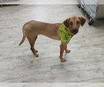 Small #20 Labrador Retriever Mix