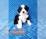 Small Photo #4 Miniature Bernedoodle Puppy For Sale in FREDERICKSBURG, OH, USA