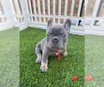 Puppy Puppy 6 French Bulldog