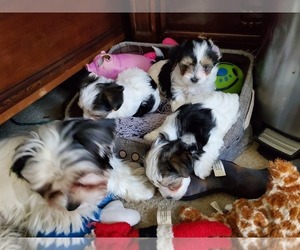 Biewer Terrier-Maltese Mix Puppy for sale in SALT ROCK, WV, USA
