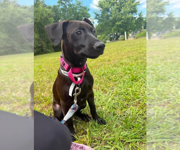 Medium Photo #1 Mutt Puppy For Sale in Candler, NC, USA