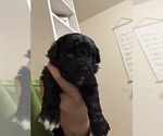 Small #1 Poodle (Toy)