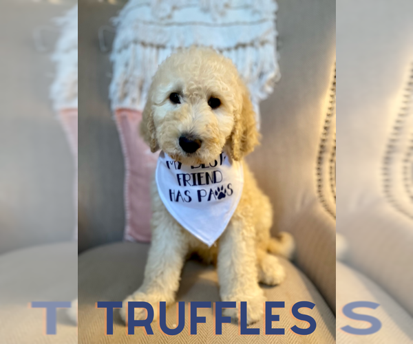 Medium Photo #2 Goldendoodle Puppy For Sale in ROCKY MOUNT, NC, USA