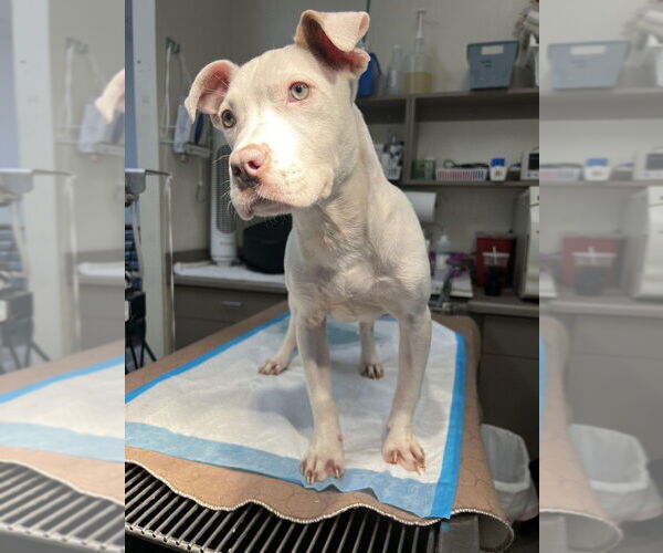 Medium Photo #4 American Bulldog-Unknown Mix Puppy For Sale in New York, NY, USA